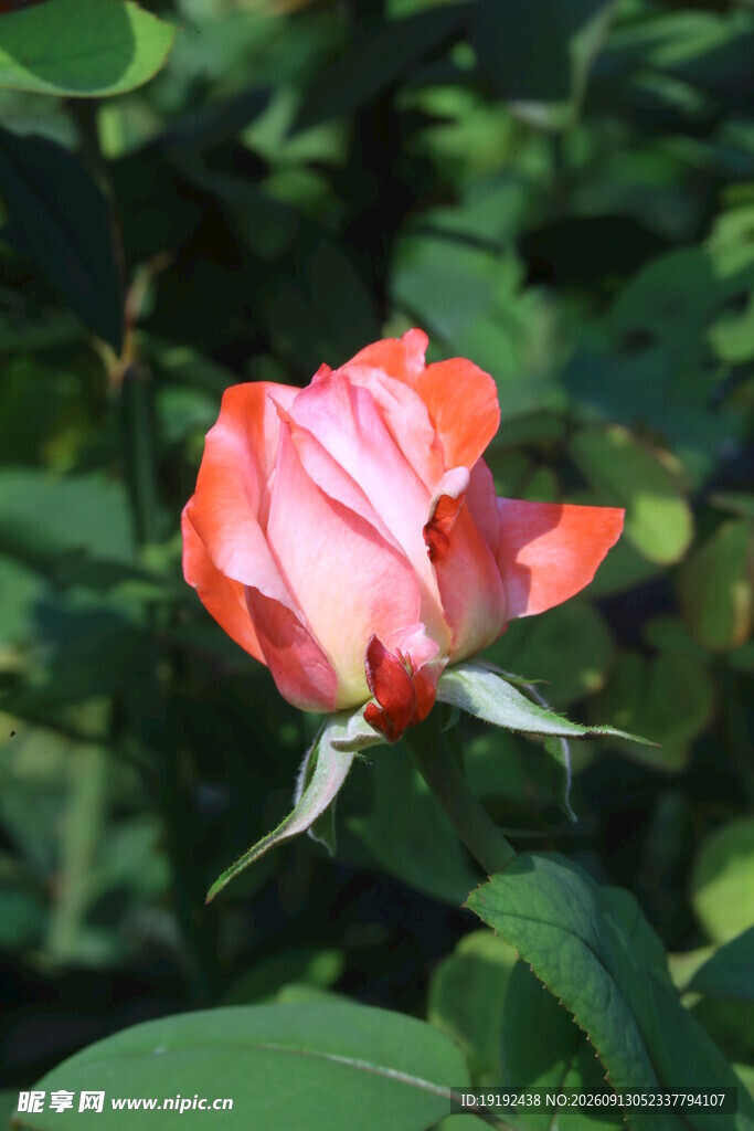月季花  