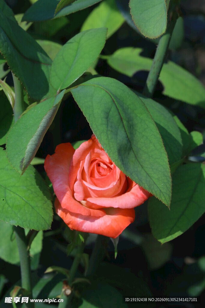 月季花  