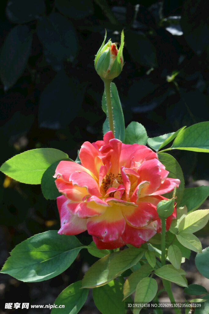 月季花  