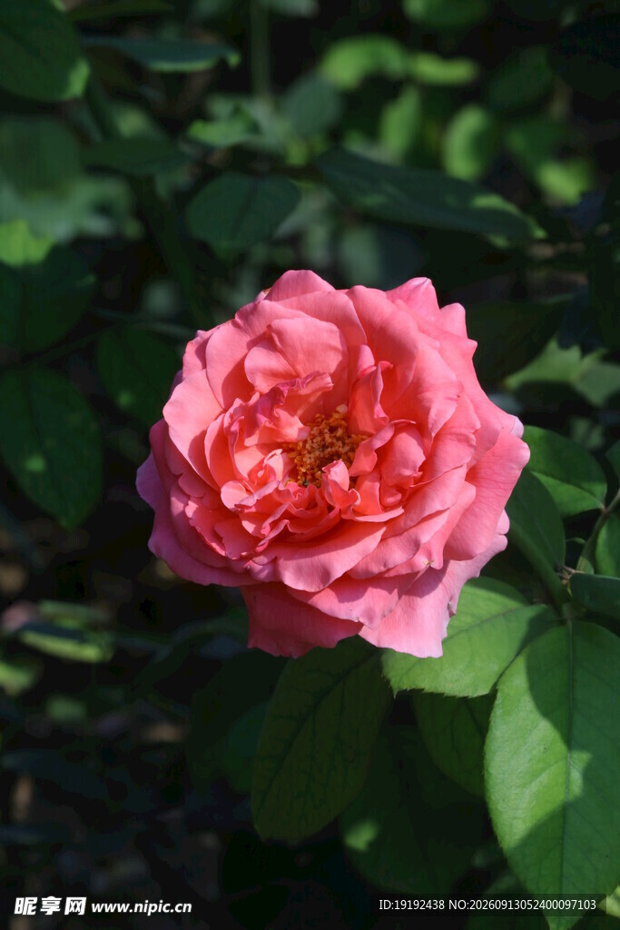月季花  