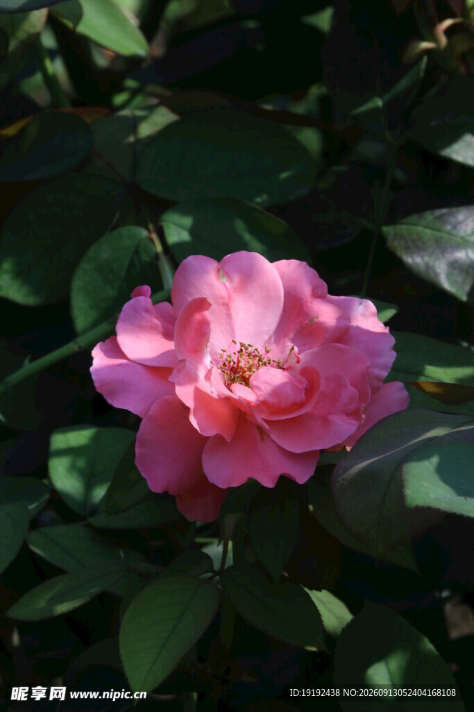 月季花 