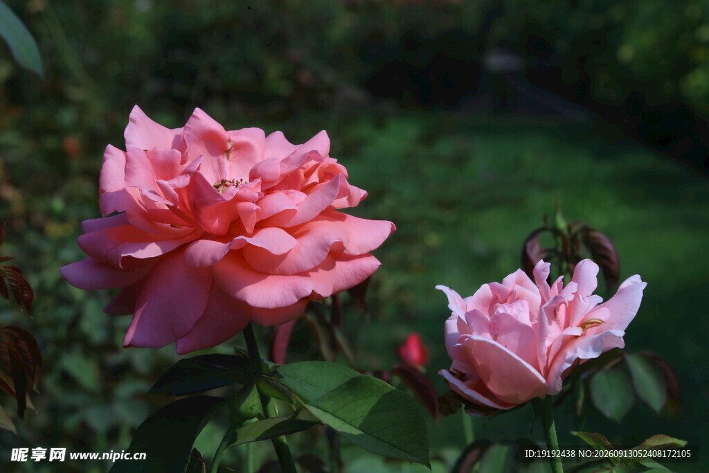 月季花  