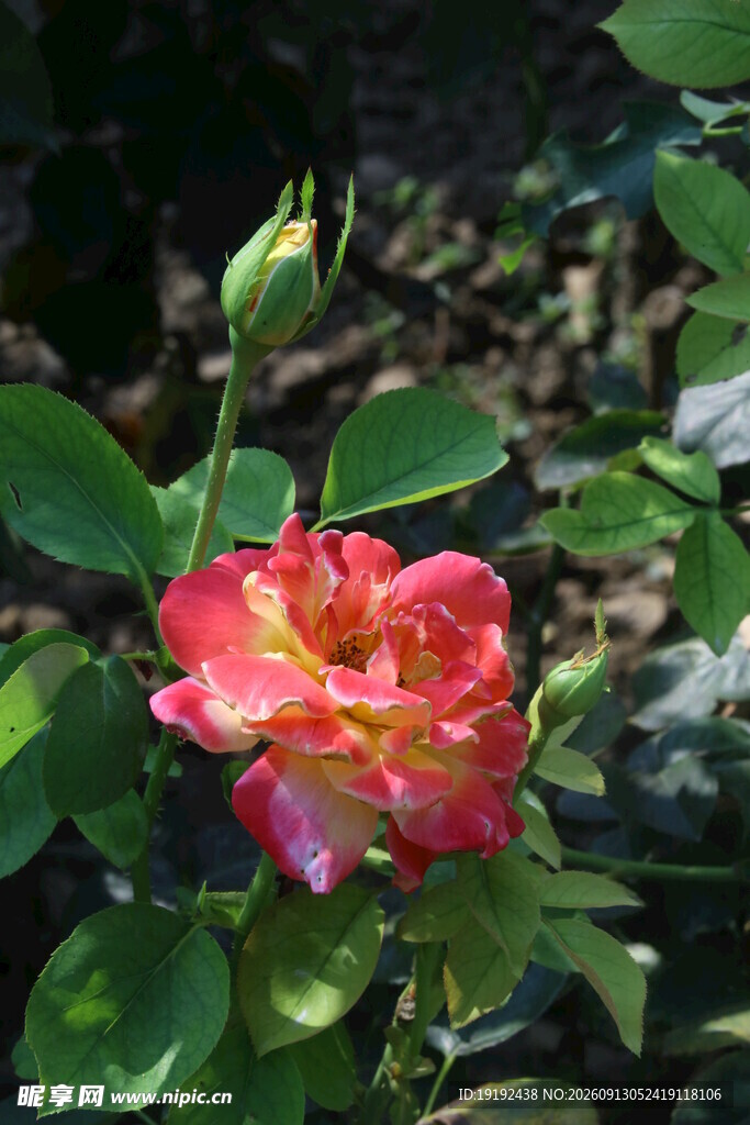 月季花  