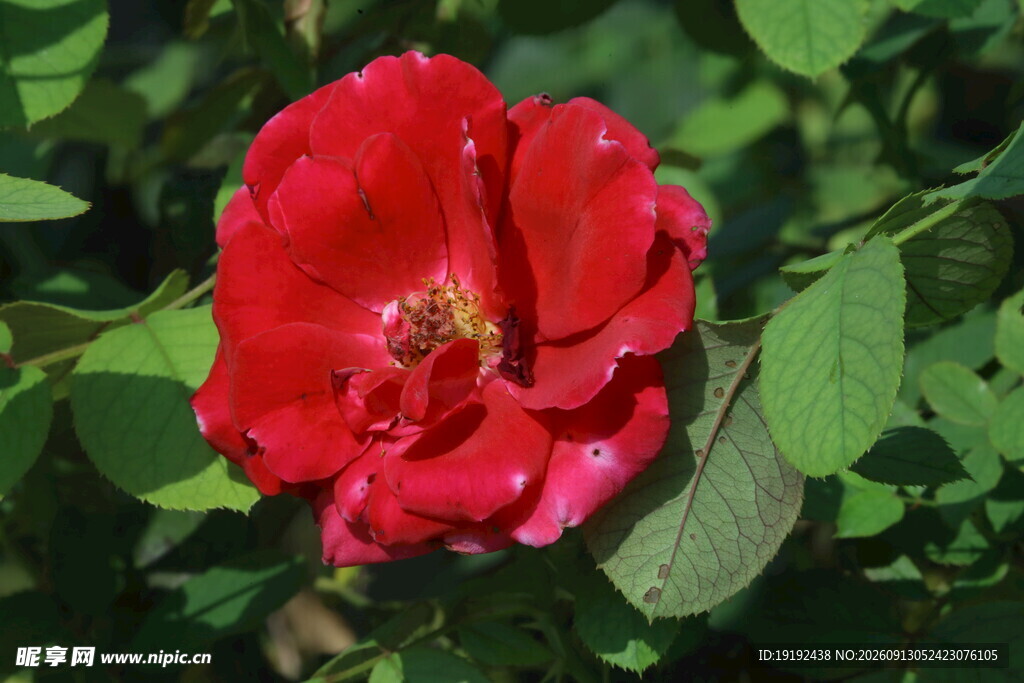 月季花  