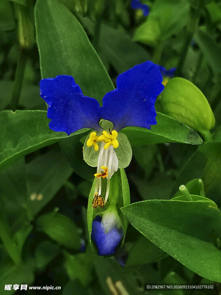 蓝色鸢尾花绽放
