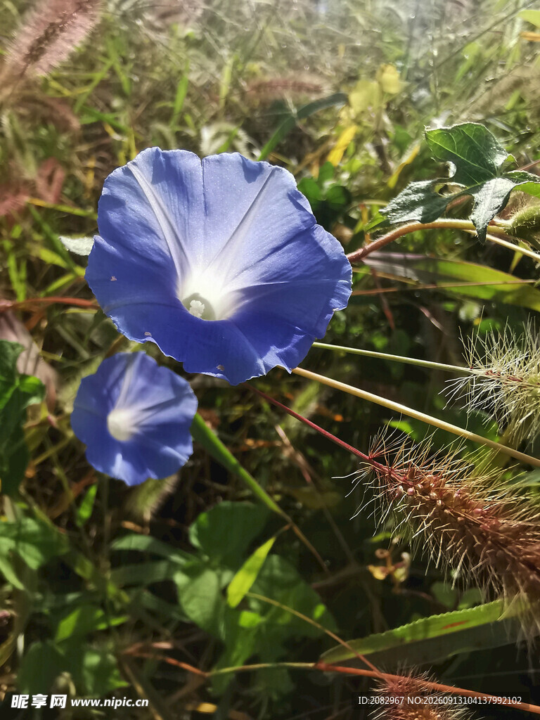 蓝紫色牵牛花绽放