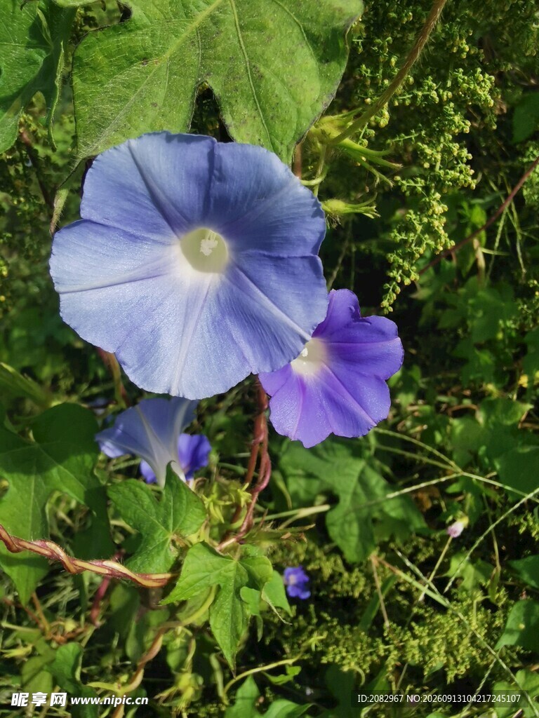 牵牛花