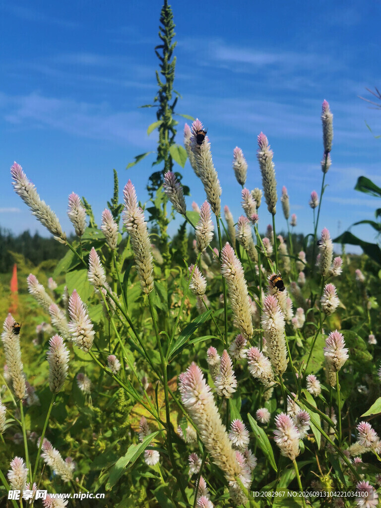 野生鸡冠花
