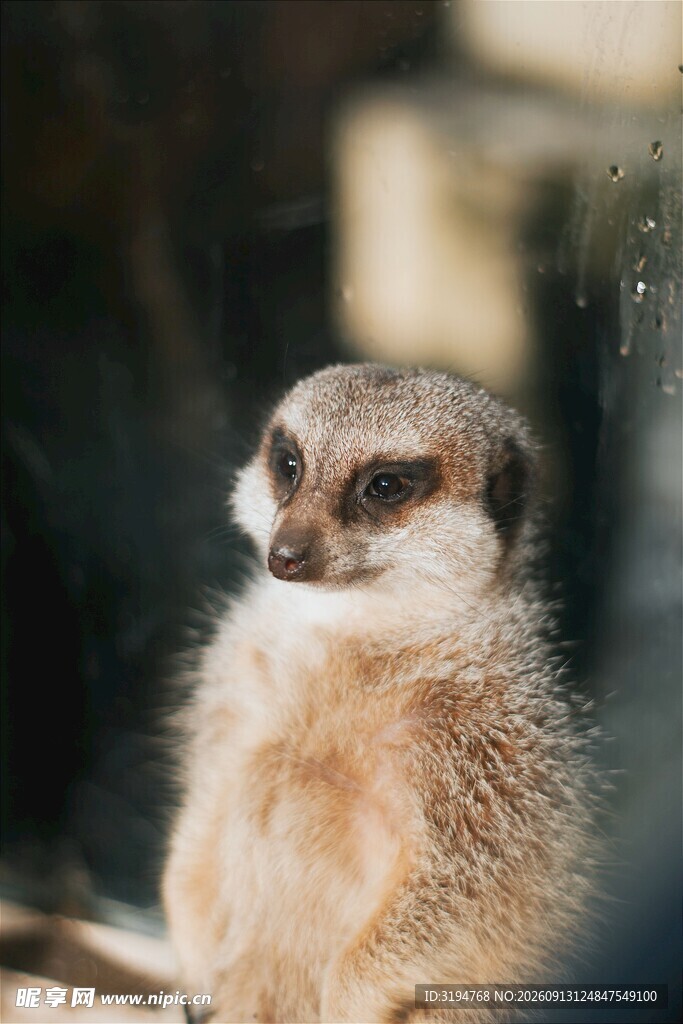 可爱狐獴特写