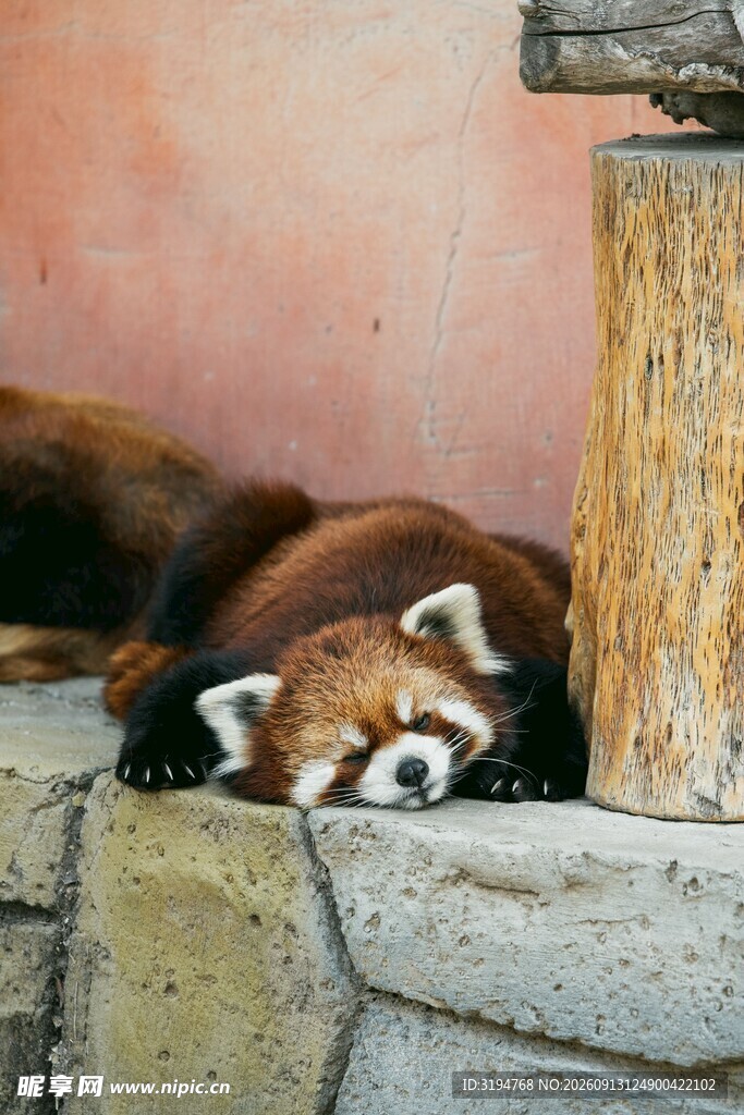 小熊猫惬意趴卧石边