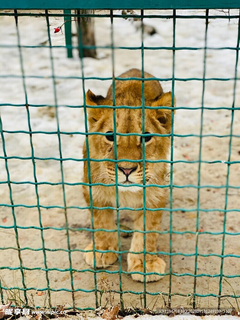 笼中幼狮