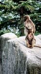 岩石上的两只猴子