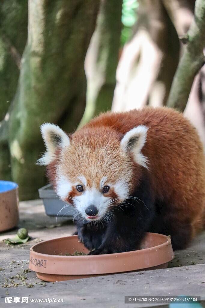 小熊猫低头进食可爱瞬间
