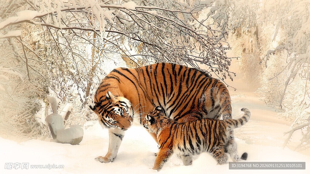 雪地中独行的斑斓猛虎