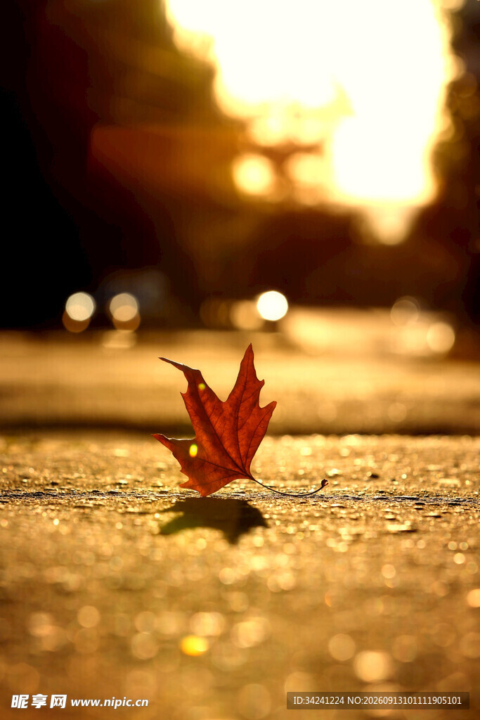 夕阳下的孤零红叶
