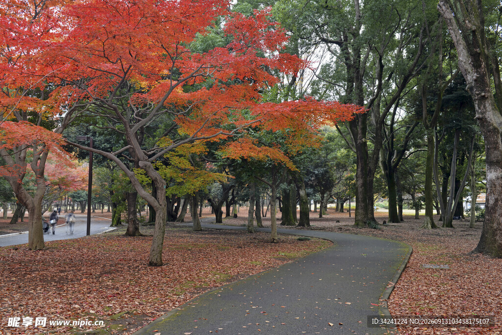 秋日公园枫叶铺径美景