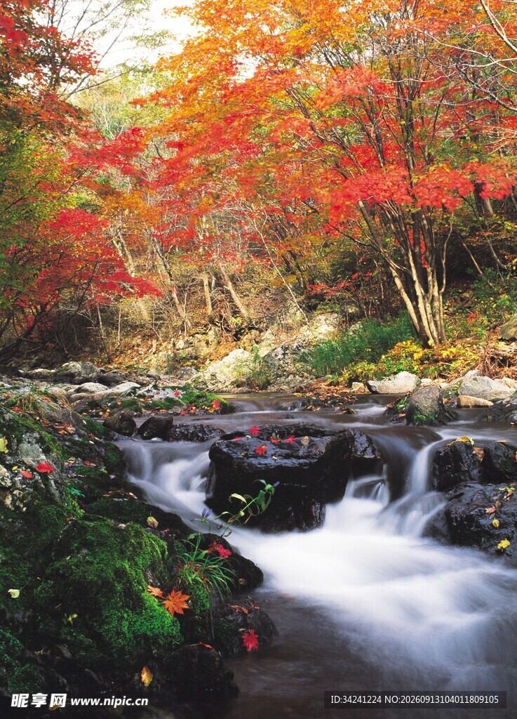 秋日溪流红叶美景