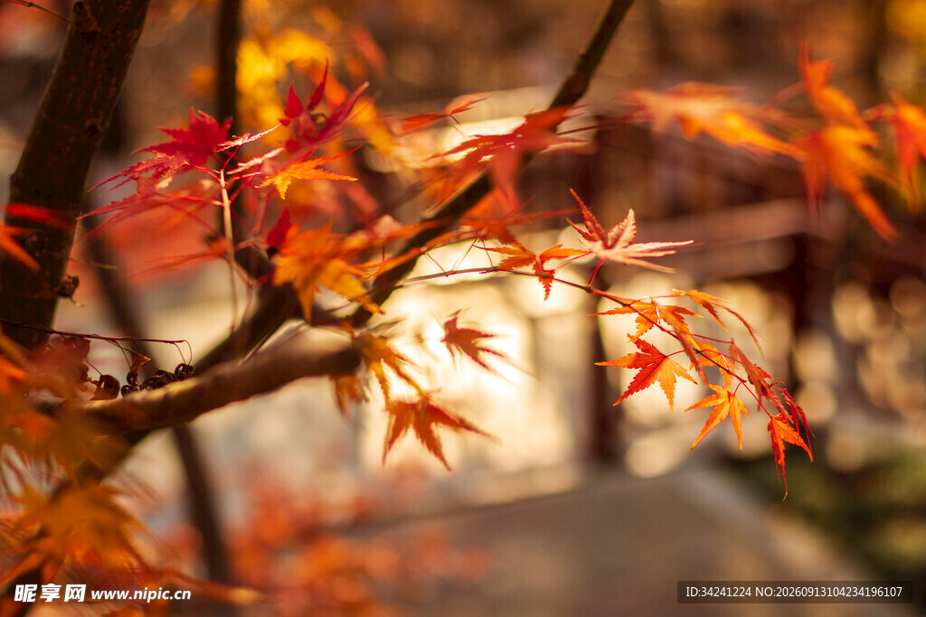 秋日红枫叶树枝特写