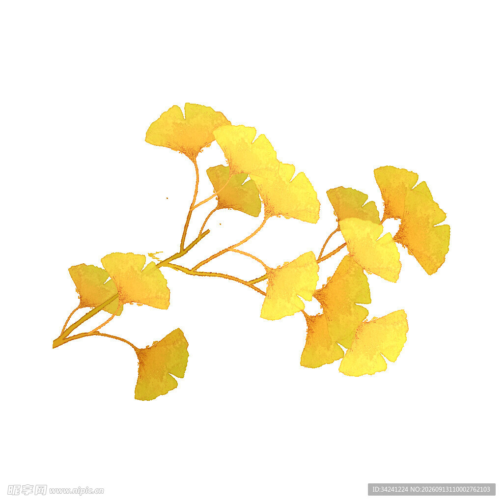 金黄银杏枝叶插画