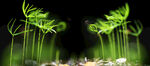 梦幻绿植景观