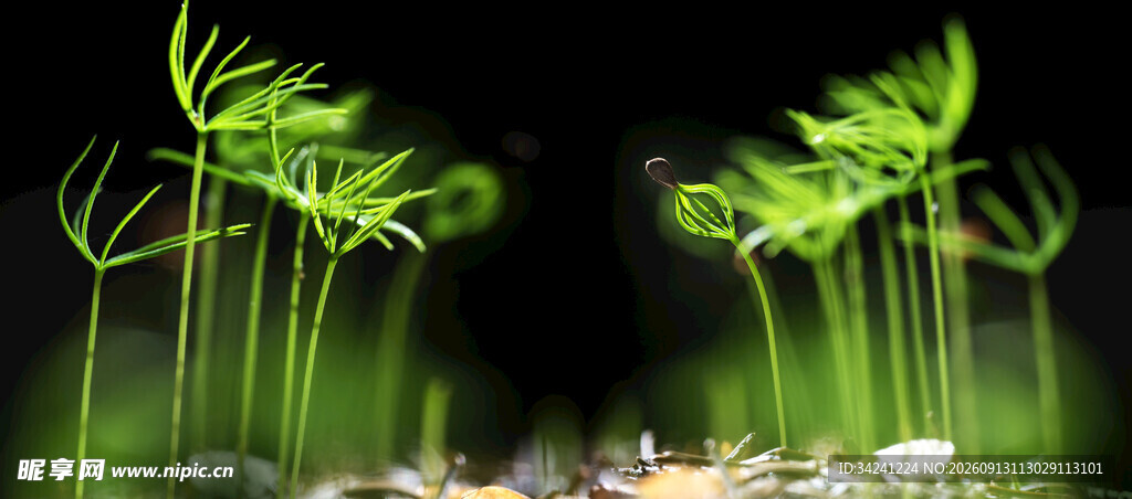 梦幻绿植景观