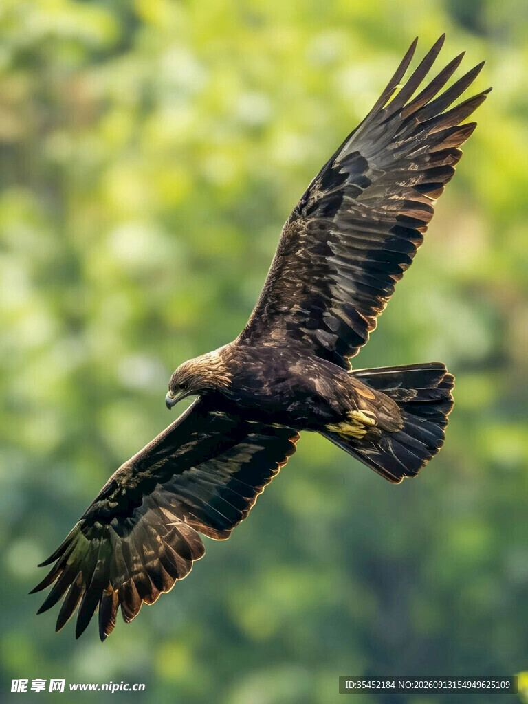 雄鹰