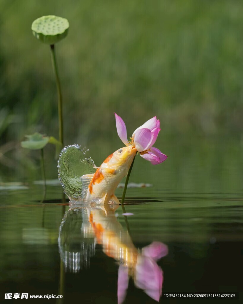 锦鲤荷花