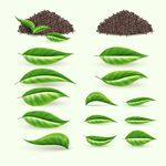 茶枝叶素材集