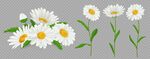 雏菊装饰素材