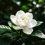 洁白栀子花绽放绿叶特写