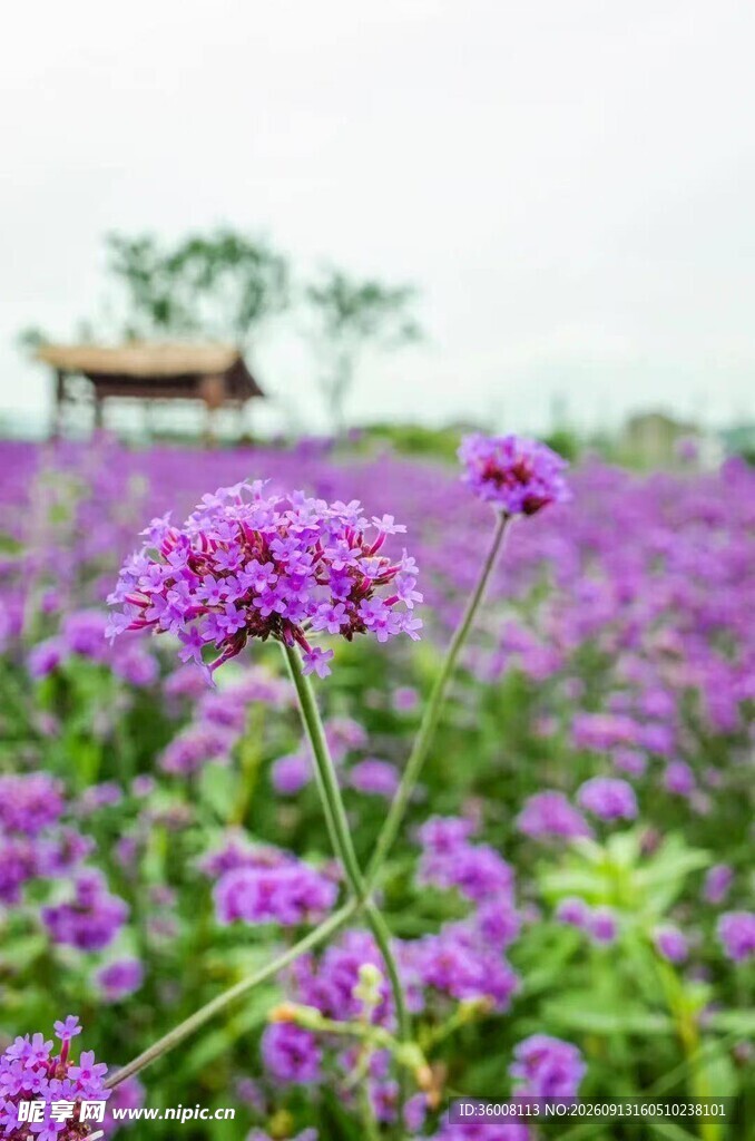 紫色花海中的雅致凉亭