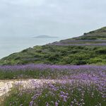 海边紫色马鞭花花海浪漫景致
