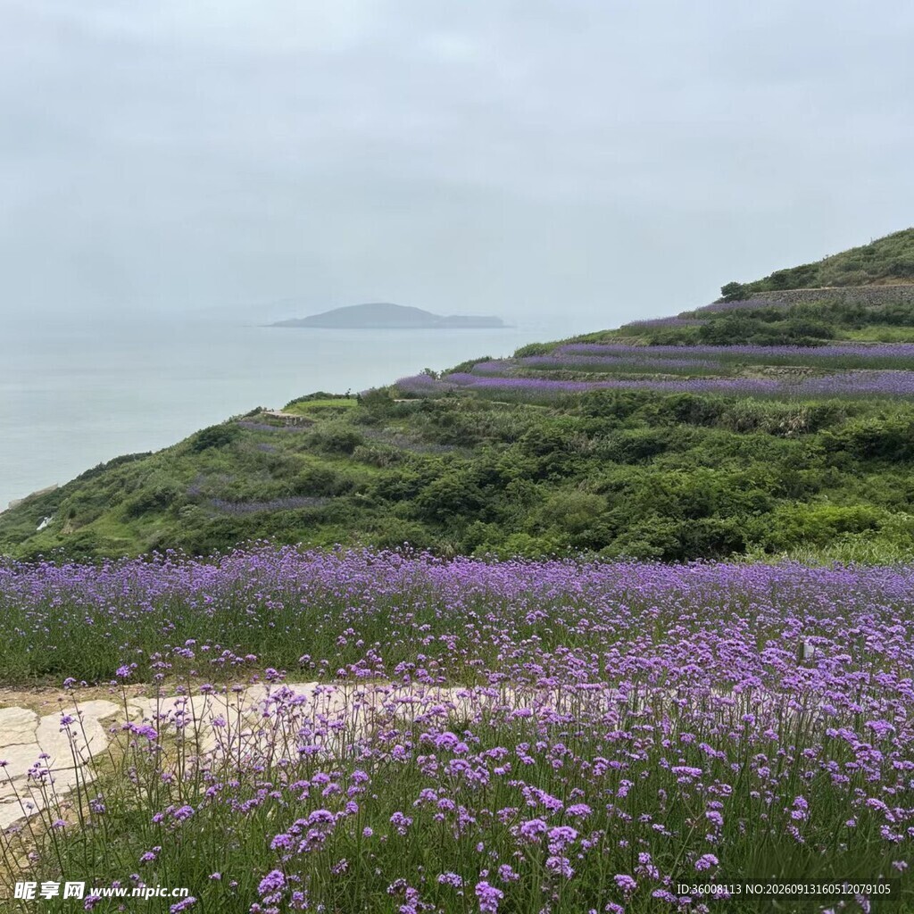 海边紫色马鞭花花海浪漫景致