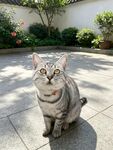 庭院中可爱的斑纹猫咪