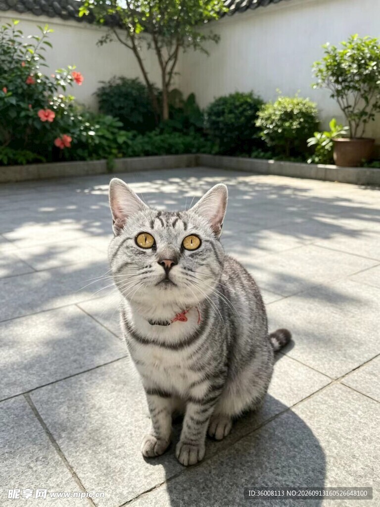 庭院中可爱的斑纹猫咪