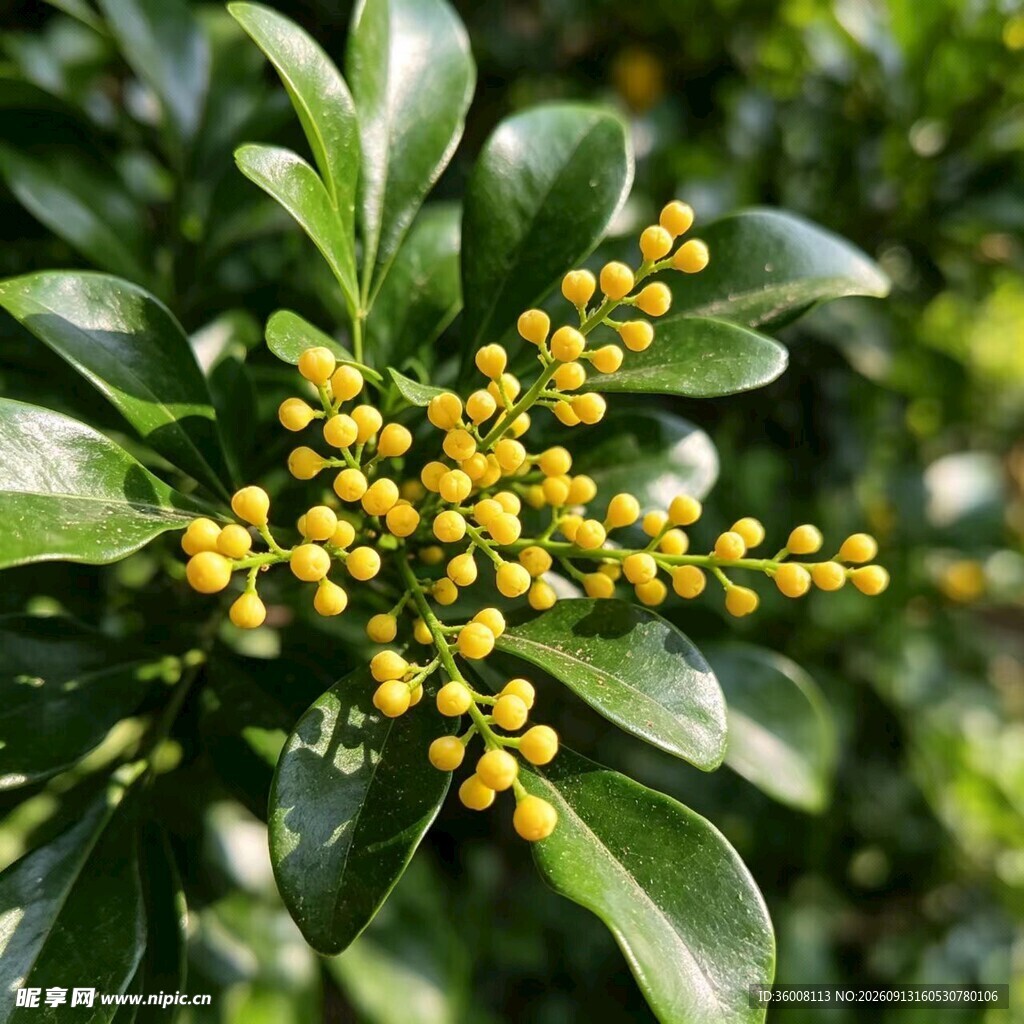 绿叶间的黄色玉兰花特写