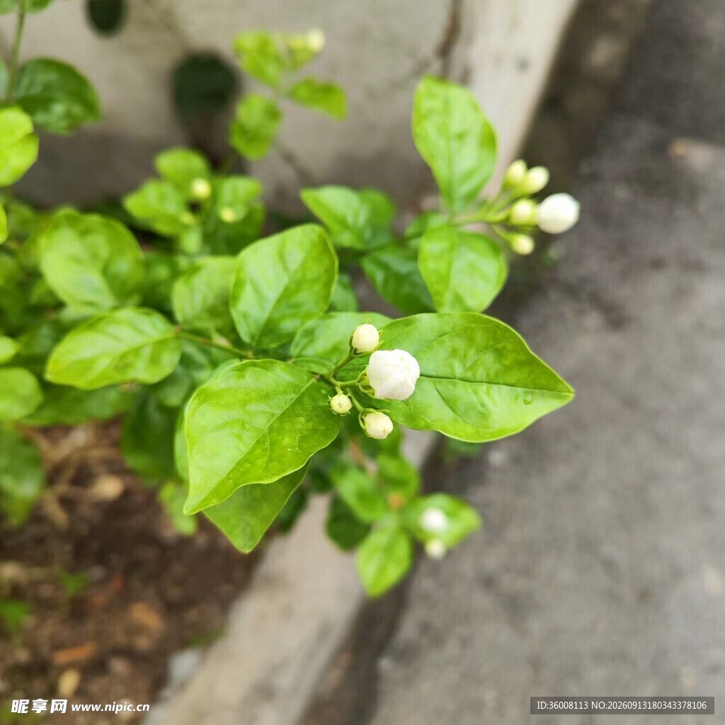绿叶白花植物特写
