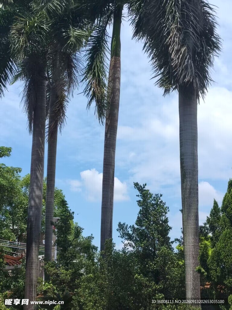 高大棕榈树与蓝天绿树