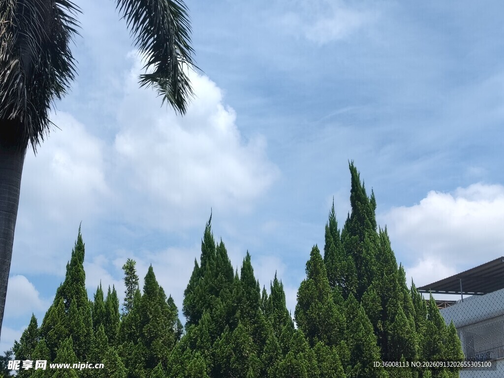蓝天绿树景观