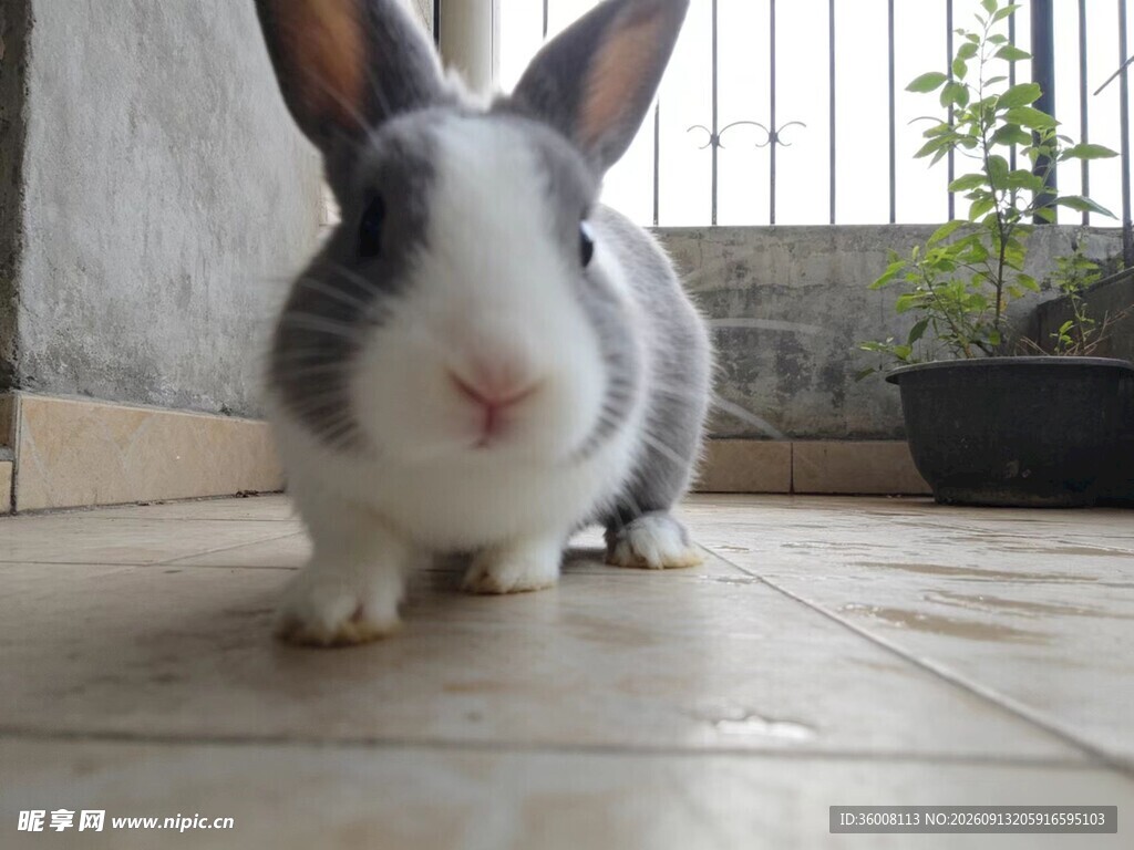 可爱灰白小兔