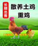 散养土鸡