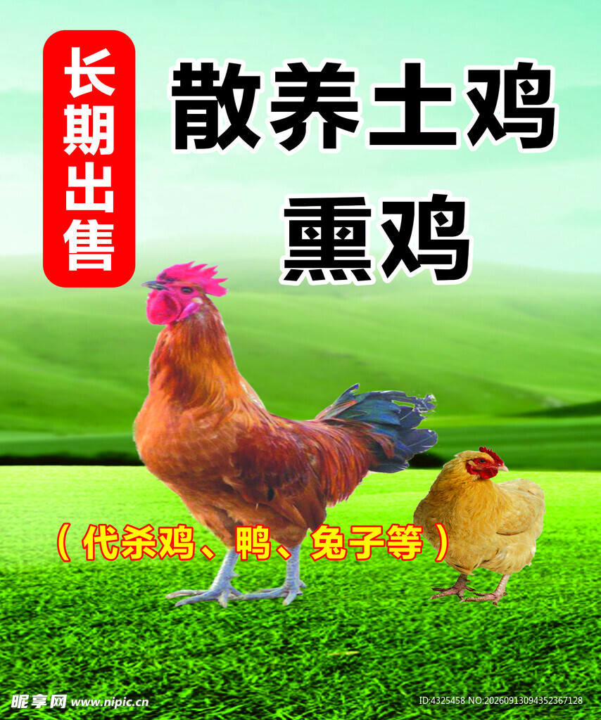散养土鸡