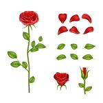 玫瑰花素材集