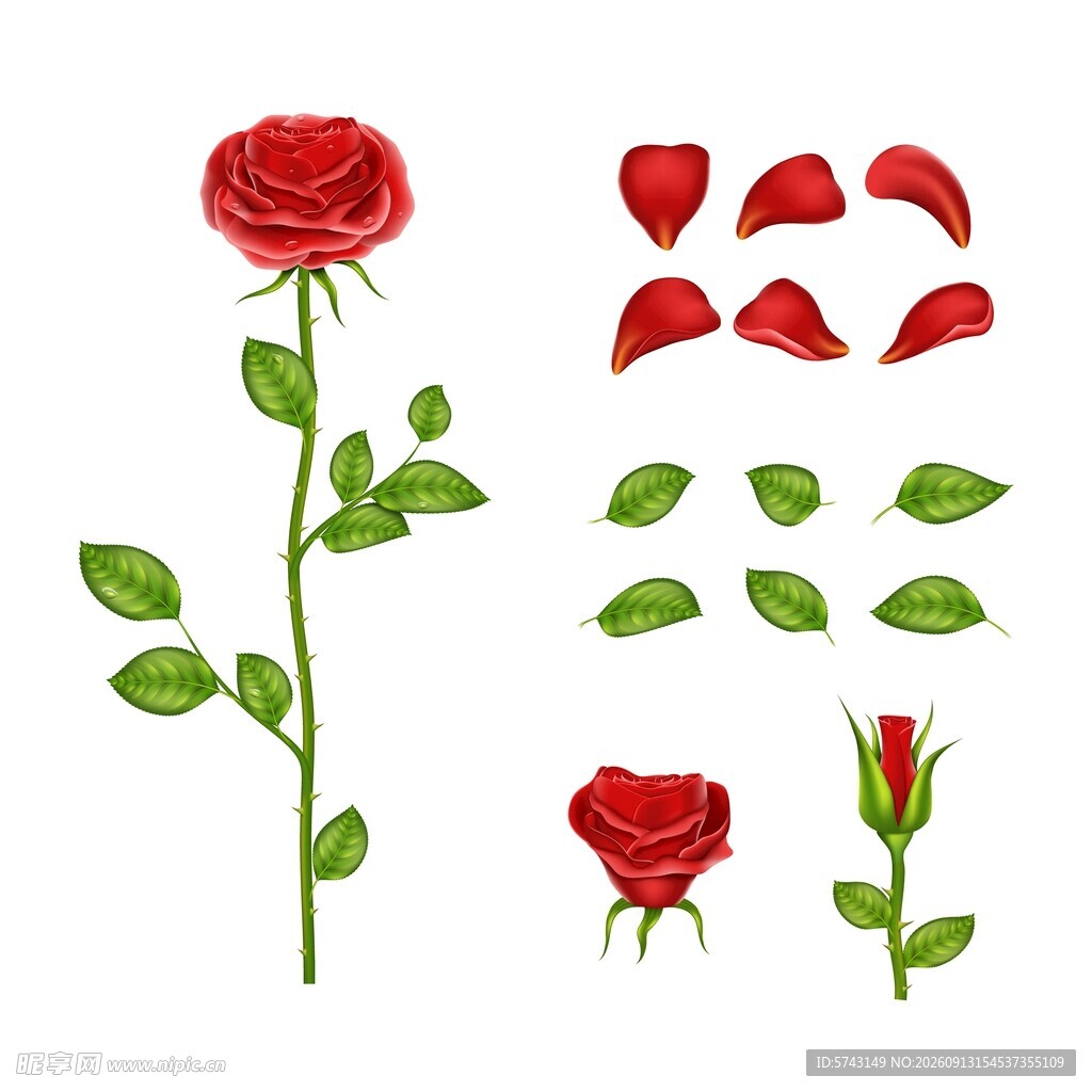 玫瑰花素材集