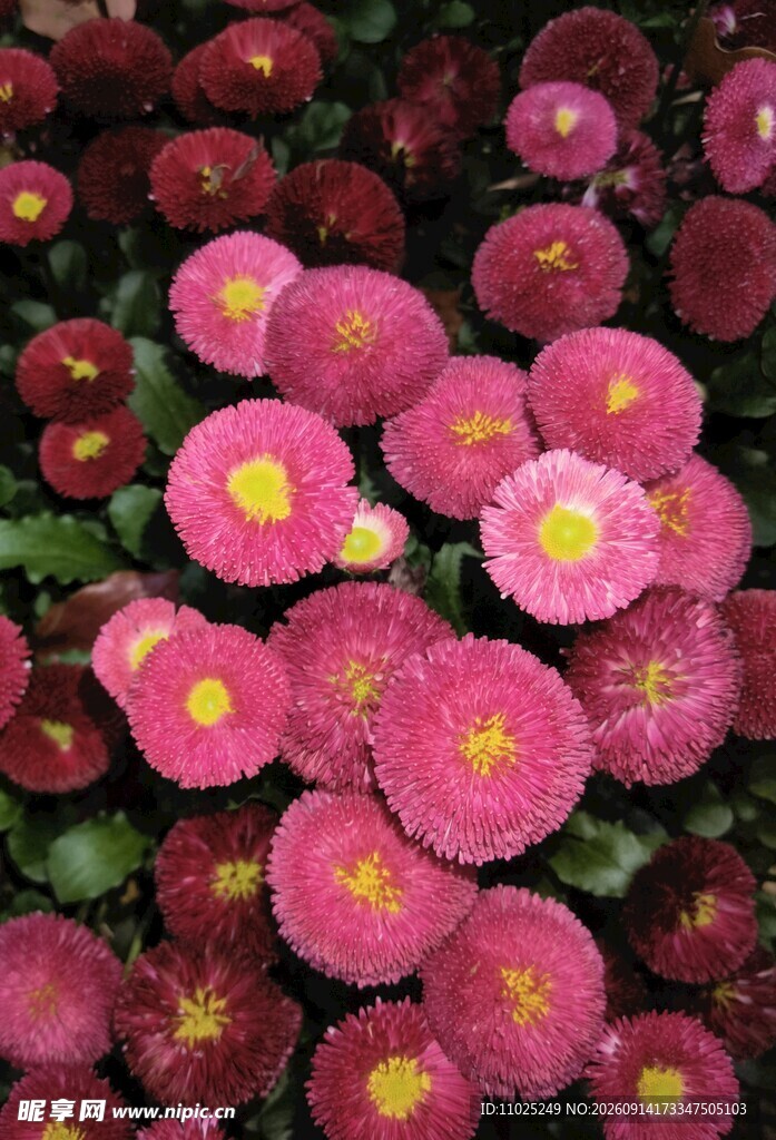 玫红色雏菊特写唯美花卉摄影素材