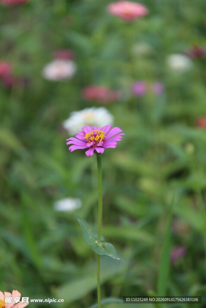 花丛中盛放的粉色百日菊
