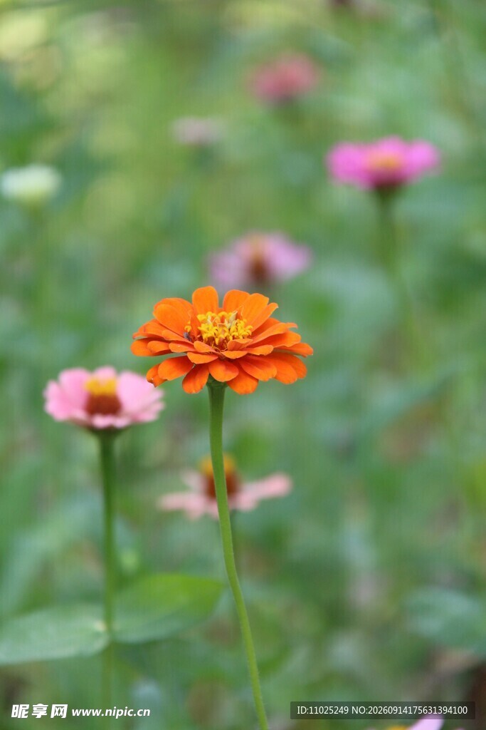 花丛里盛开的橙粉色百日菊