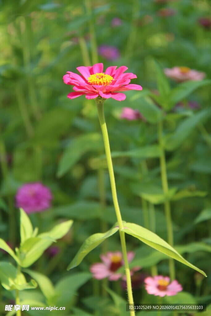 花园中盛开的粉色百日菊特写