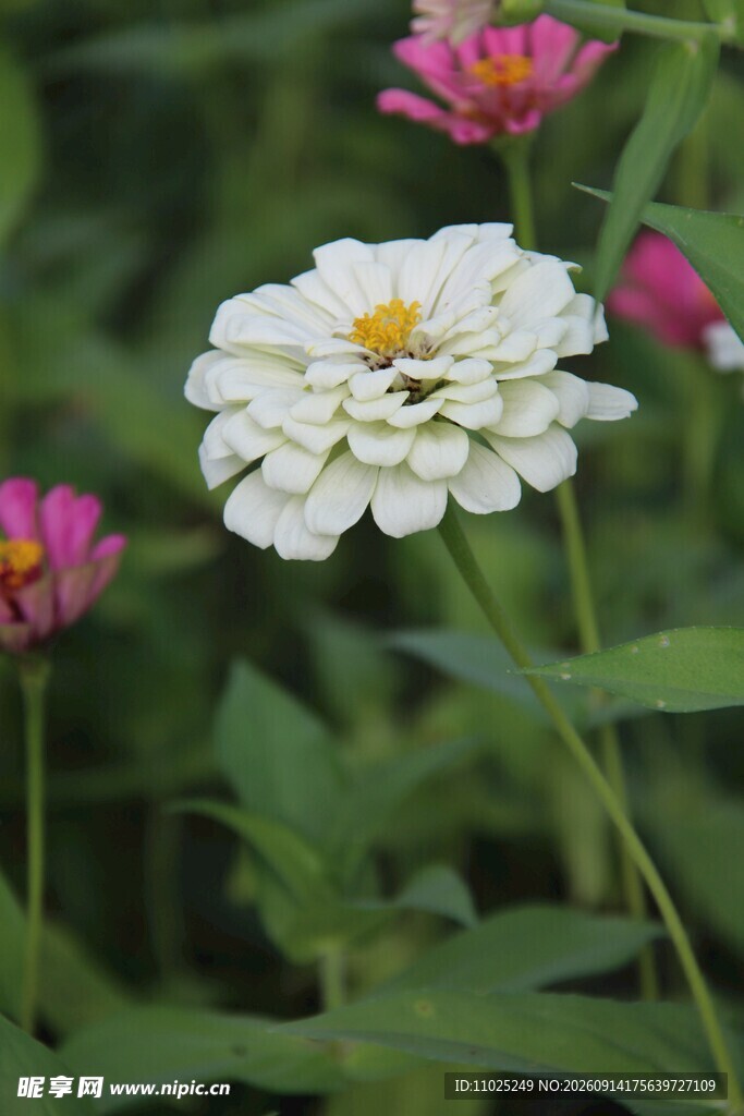 清新花丛中的各色盛开百日菊