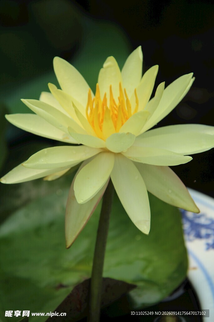 盛放的黄色睡莲特写